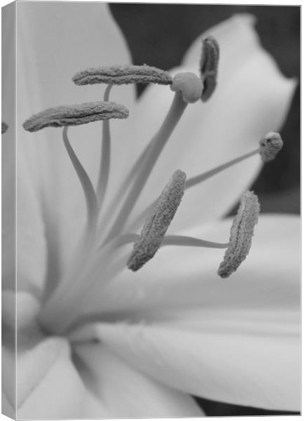 lillies - a closer look ! Canvas Print by Karl Butler