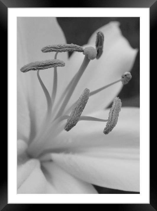 lillies - a closer look ! Framed Mounted Print by Karl Butler