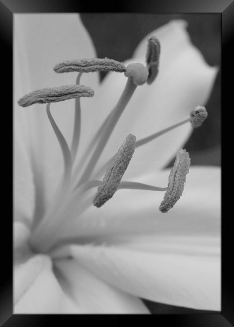 lillies - a closer look ! Framed Print by Karl Butler