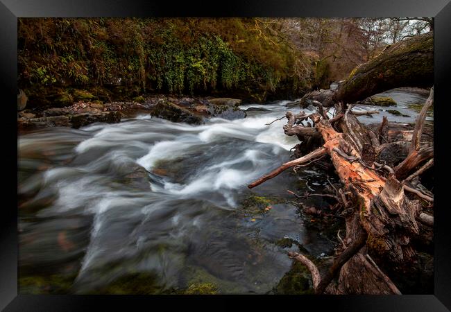 The fallen trees in the Tawe river Framed Print by Leighton Collins