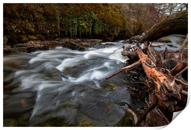 The fallen trees in the Tawe river Print by Leighton Collins