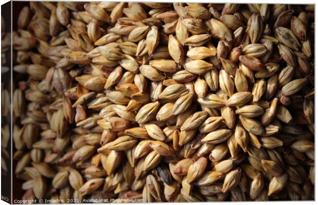 Malted Barley for Beer Brewers Canvas Print by Imladris 