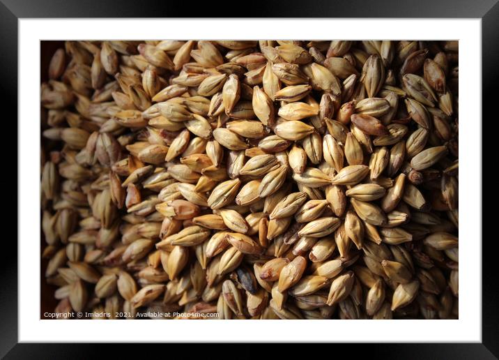 Malted Barley for Beer Brewers Framed Mounted Print by Imladris 
