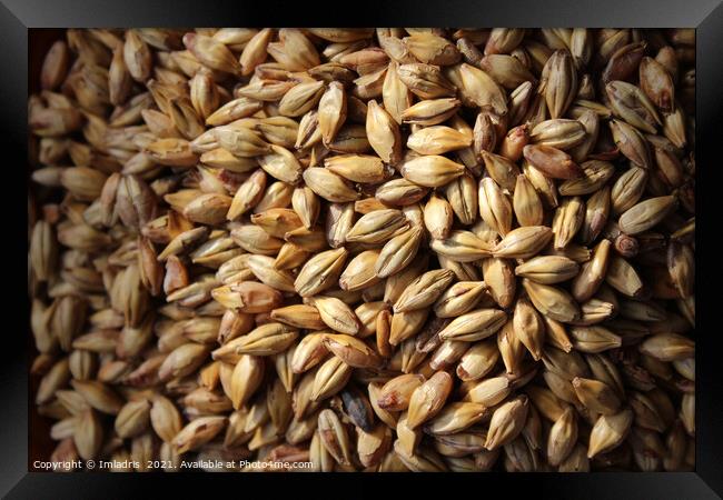 Malted Barley for Beer Brewers Framed Print by Imladris 