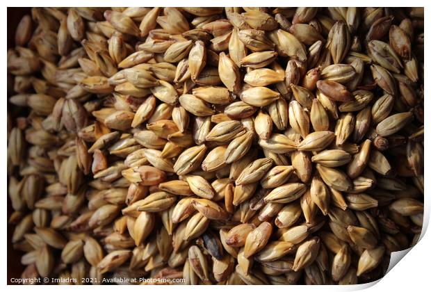 Malted Barley for Beer Brewers Print by Imladris 