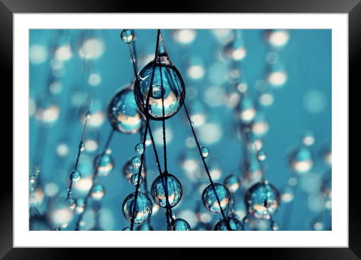 Feeling Blue Grass Seed Drops Framed Mounted Print by Sharon Johnstone