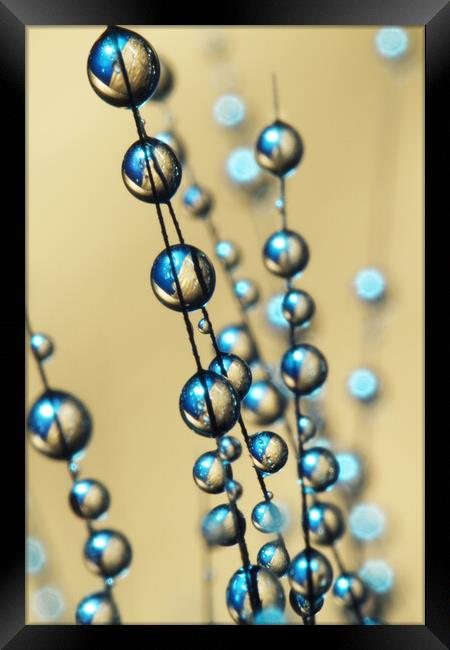 Gold and Blue Grass Seed Drops Framed Print by Sharon Johnstone