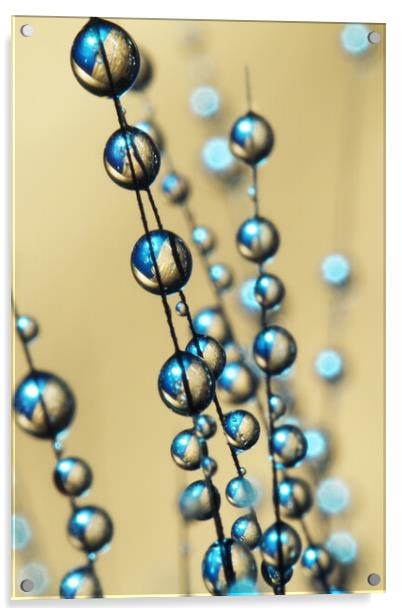 Gold and Blue Grass Seed Drops Acrylic by Sharon Johnstone