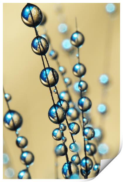 Gold and Blue Grass Seed Drops Print by Sharon Johnstone