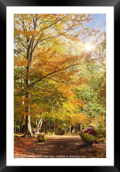 Amazing dawn autumn woodland with massive conkers Framed Mounted Print by Simon Bratt LRPS