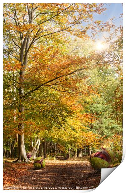 Amazing dawn autumn woodland with massive conkers Print by Simon Bratt LRPS
