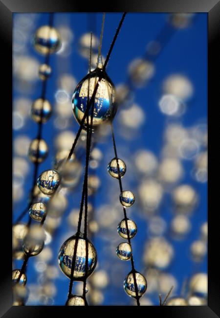 Royal Blue Sparkles Framed Print by Sharon Johnstone