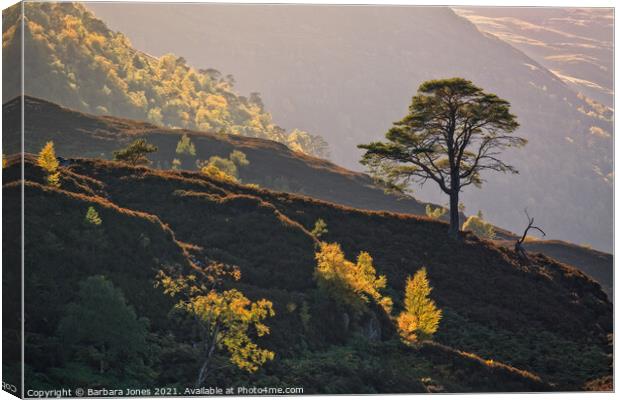 Pine and Birch Trees in Autumn Glen Strathfarrar  Canvas Print by Barbara Jones