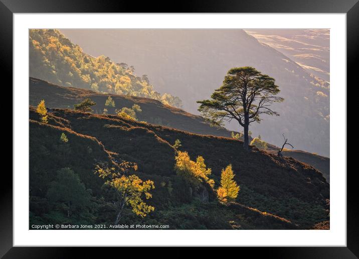 Pine and Birch Trees in Autumn Glen Strathfarrar  Framed Mounted Print by Barbara Jones