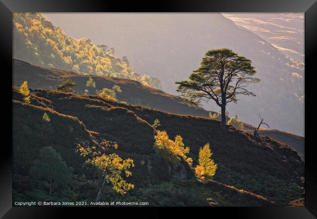 Pine and Birch Trees in Autumn Glen Strathfarrar  Framed Print by Barbara Jones