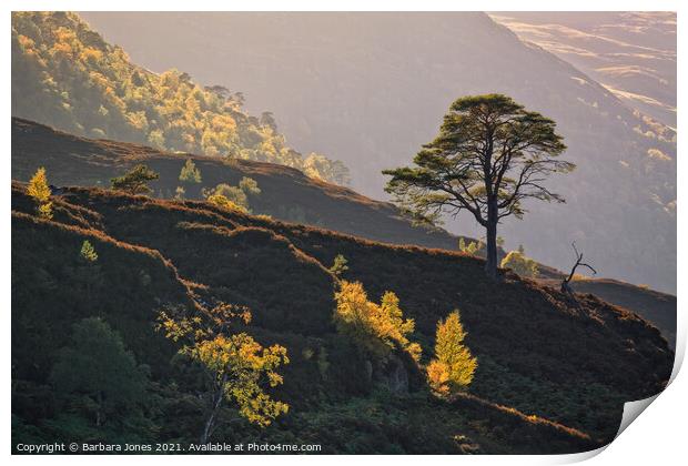 Pine and Birch Trees in Autumn Glen Strathfarrar  Print by Barbara Jones