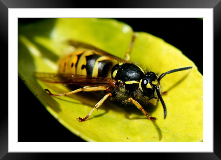 common wasp Framed Mounted Print by rachael hardie