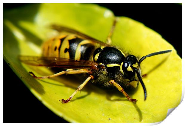 common wasp Print by rachael hardie