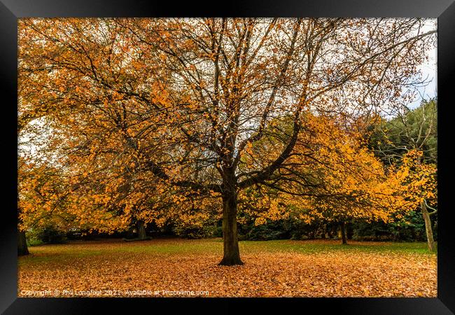 Autumn leaves in a Liverpool park  Framed Print by Phil Longfoot
