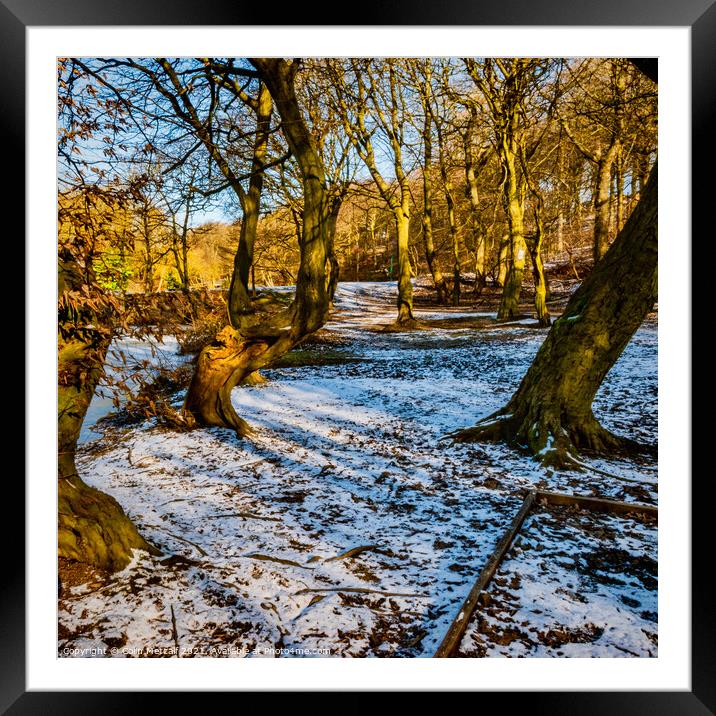Winter Woodland Framed Mounted Print by Colin Metcalf