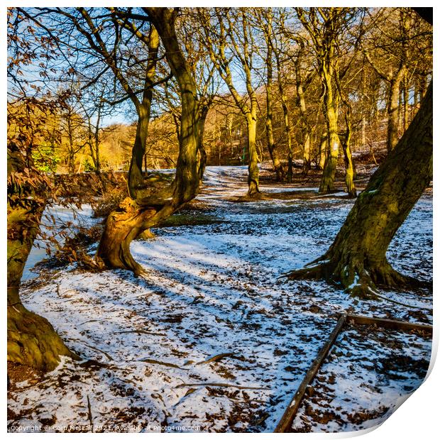Winter Woodland Print by Colin Metcalf