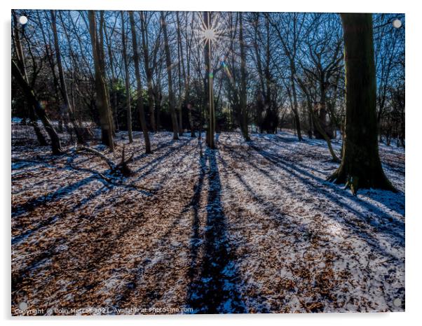 Winter Shadows Acrylic by Colin Metcalf