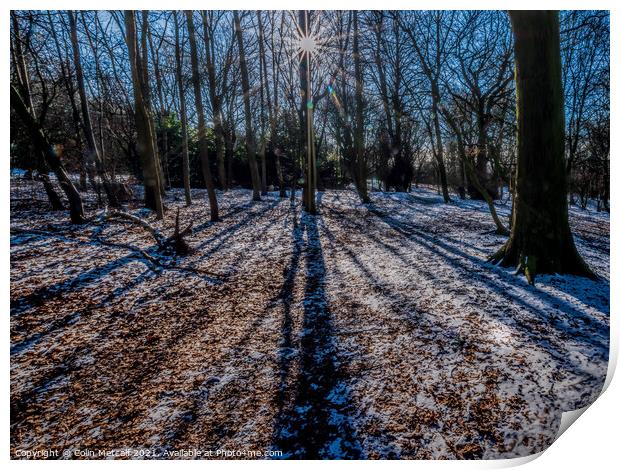 Winter Shadows Print by Colin Metcalf