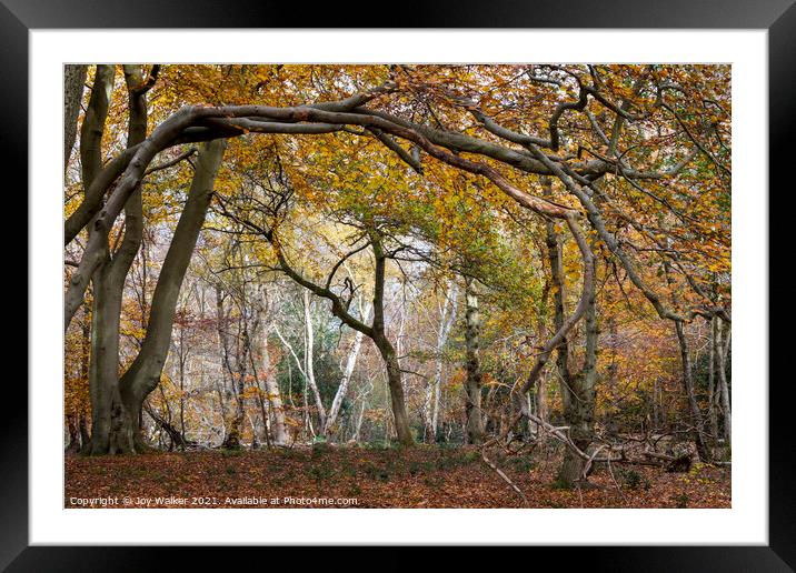 Arching tree branches, Burnham Beeches UK Framed Mounted Print by Joy Walker