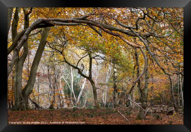 Arching tree branches, Burnham Beeches UK Framed Print by Joy Walker