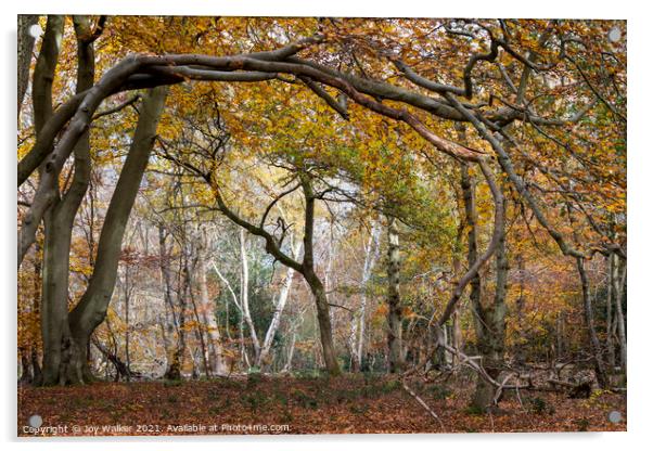 Arching tree branches, Burnham Beeches UK Acrylic by Joy Walker