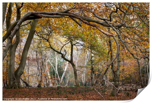 Arching tree branches, Burnham Beeches UK Print by Joy Walker