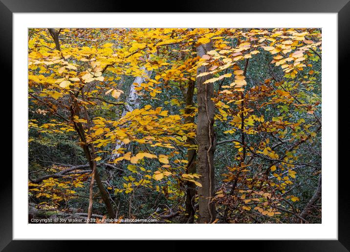 Autumn Beech leaves, Burnham woods, Buckinghamshir Framed Mounted Print by Joy Walker