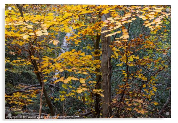 Autumn Beech leaves, Burnham woods, Buckinghamshir Acrylic by Joy Walker