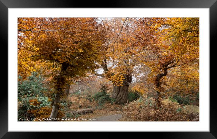 Beautiful ancient trees in their autumn colors, Bu Framed Mounted Print by Joy Walker
