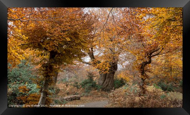 Beautiful ancient trees in their autumn colors, Bu Framed Print by Joy Walker