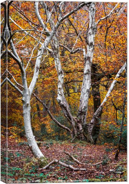 Beautiful silver Birch trees in the Autumn, Burnha Canvas Print by Joy Walker