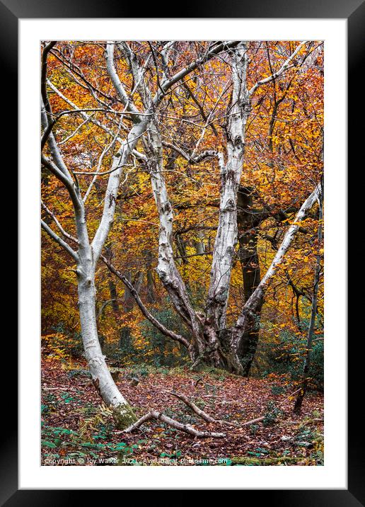Beautiful silver Birch trees in the Autumn, Burnha Framed Mounted Print by Joy Walker