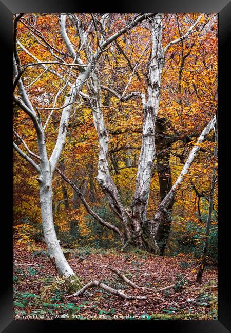 Beautiful silver Birch trees in the Autumn, Burnha Framed Print by Joy Walker