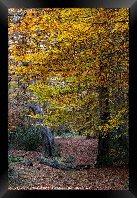 Trees with their beautiful Autumn coloured leaves, Framed Print by Joy Walker