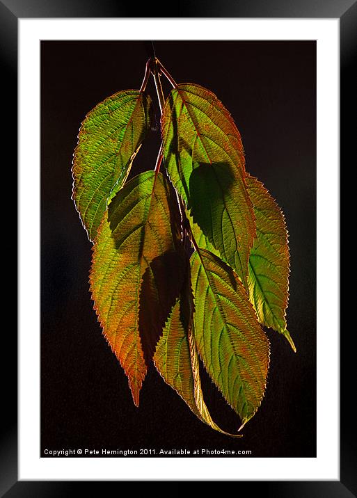 Viburnum backlit leaf composition Framed Mounted Print by Pete Hemington