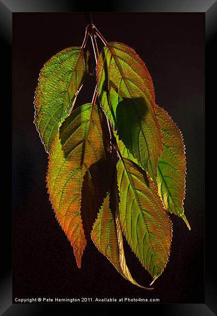 Viburnum backlit leaf composition Framed Print by Pete Hemington
