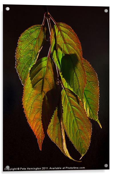 Viburnum backlit leaf composition Acrylic by Pete Hemington
