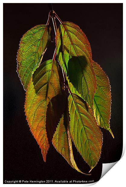 Viburnum backlit leaf composition Print by Pete Hemington