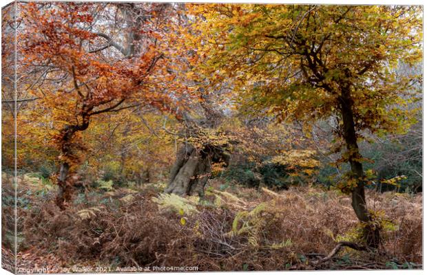 Beautiful ancient trees, Burnham Beeches, UK Canvas Print by Joy Walker