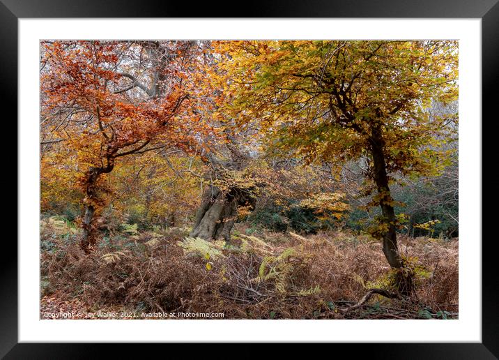 Beautiful ancient trees, Burnham Beeches, UK Framed Mounted Print by Joy Walker