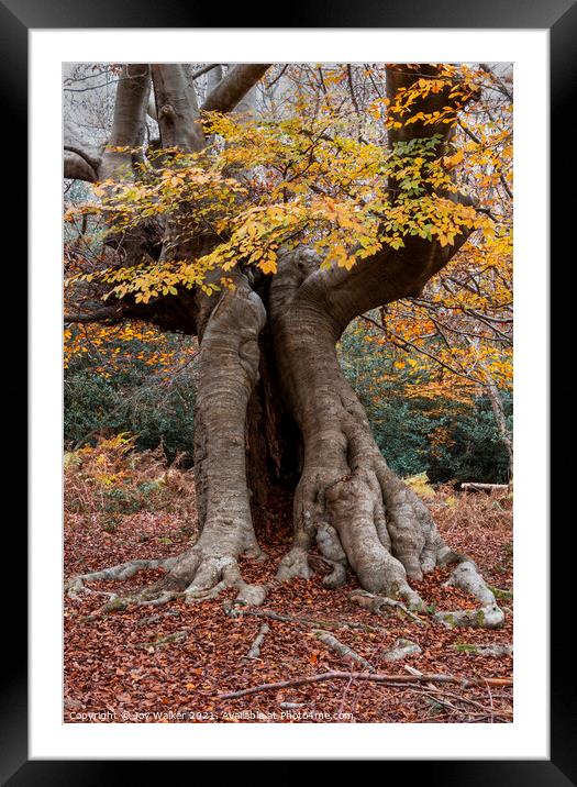An old hollow Beech tree, Burnham Beeches, UK Framed Mounted Print by Joy Walker