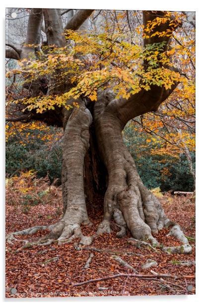 An old hollow Beech tree, Burnham Beeches, UK Acrylic by Joy Walker
