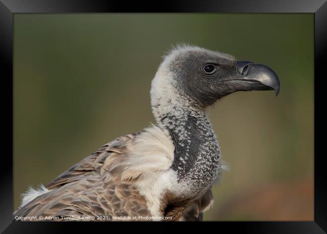 White-backed vulture Framed Print by Adrian Turnbull-Kemp