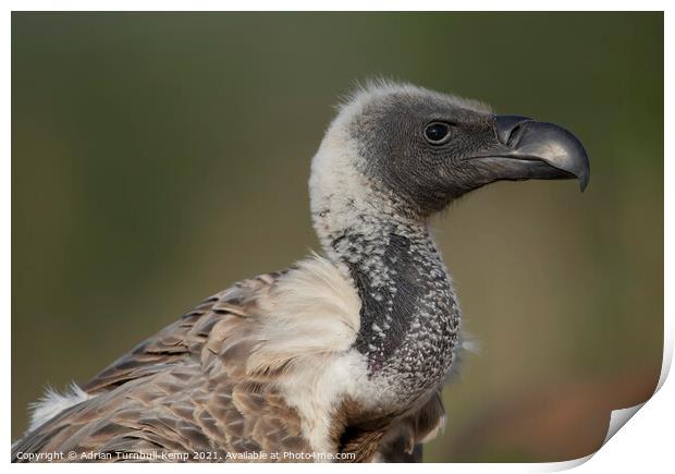 White-backed vulture Print by Adrian Turnbull-Kemp