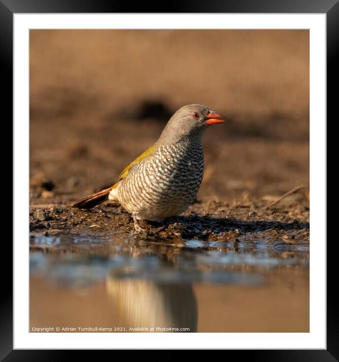 Female green-winged pytilia  Framed Mounted Print by Adrian Turnbull-Kemp